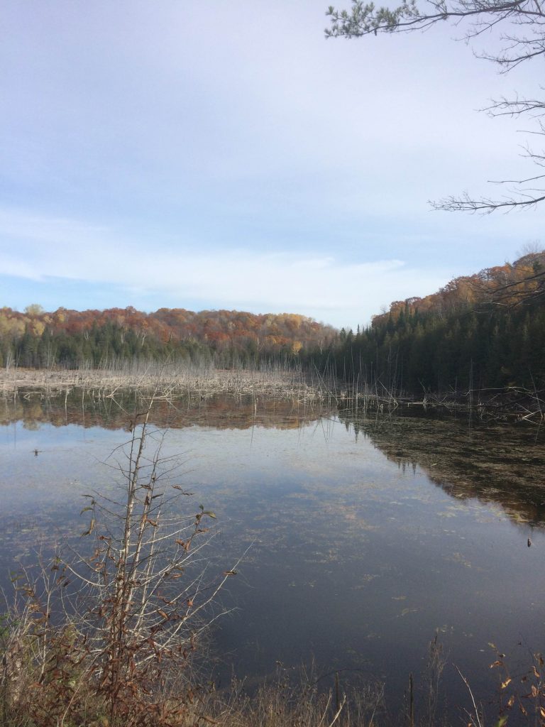 Vacant Land 16659 Hwy 509 Sharbot Lake, Ontario, Canada USACAN Sales